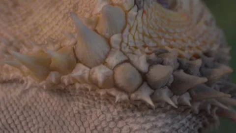 Bearded Lizard Dragon Macro textured skin Vídeo Stock 137560374
