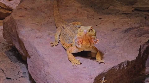 A bearded lizard sitting Video stock 257381751