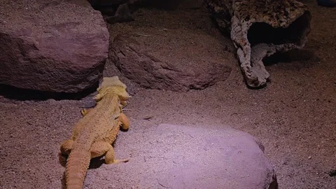 Bearded lizard walking around Stock Footage 269695468