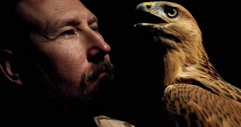 Bearded man and a wild hawk, close up, wildlife, predatory bird, 4k Stock Footage 135648154