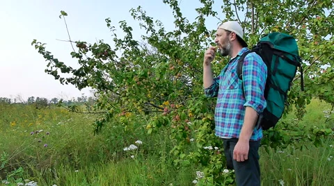 A bearded man with a backpack plucked an apple and eating Stock Footage 65482849