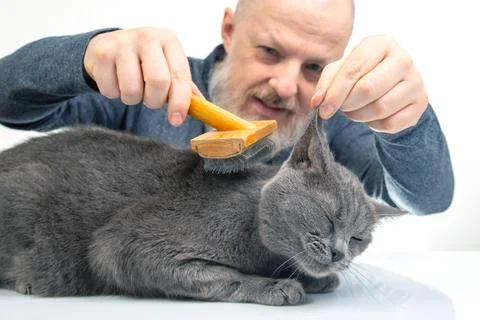 Bearded man combs the fur of a gray cat with a brush on a white background... Stock Photos
