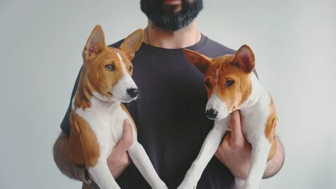 Bearded man holding hands two basenji puppies dog on white background 스톡 동영상 129603204