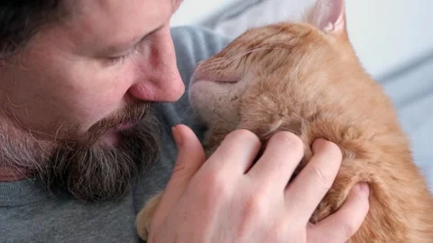 Bearded man hugging and stroking ginger cat close-up. Selective focus on cat's Stock Footage 241605176
