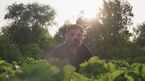 Bearded Man Squatting in Strawberry Patch at Dawn Stock Footage 318050311