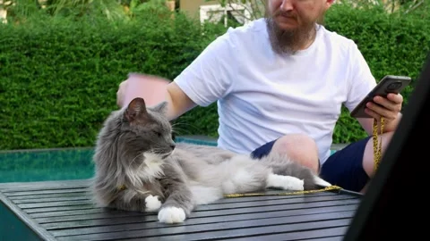 Bearded man uses phone drinks from mug and gently strokes back of gray cat Stock Footage 245376580