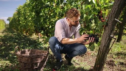 Bearded man worker checks blue grapes for quality in a vineyard. Harvesting Stock Footage 163973194