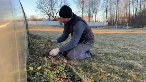 Bearded man in working gloves cleaning strawberry patch from dry old leaves Stock Footage 346034923