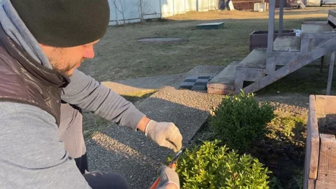 Bearded man in working gloves using hand pruner to trim a green boxwood bush Stockbeeldmateriaal 346034793