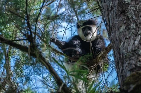 Bearded monkey, Cercopithecus lhoesti, is sitting on a tree branch Stock Photos
