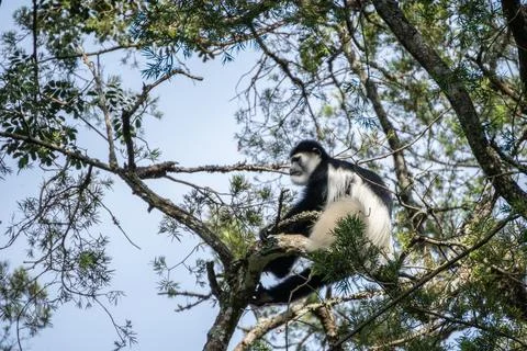 Bearded monkey, Cercopithecus lhoesti, is sitting on a tree branch Stock Photos