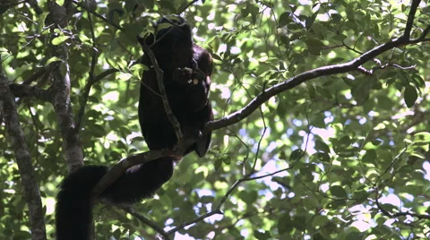 A bearded monkey eating a banana. Stock Footage 59139883