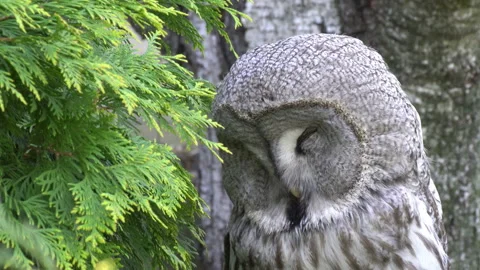 Bearded Owl Video stock 111850762