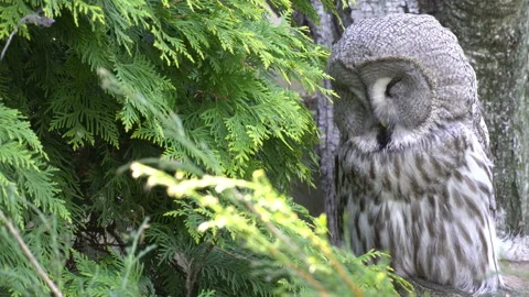 Bearded Owl Video stock 111850763