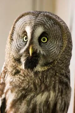 Bearded owl Strix nebulosa Stock Photos
