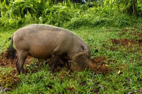 Bearded pig digs the earth Stock Photos