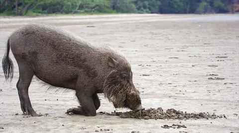 A Bearded Pig wanders a flood plain in search of food in the jungles of Borneo. Stock Footage 32541480