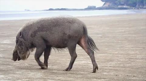 A Bearded Pig wanders a flood plain in search of food in the jungles of Borneo. Stock Footage 32541630