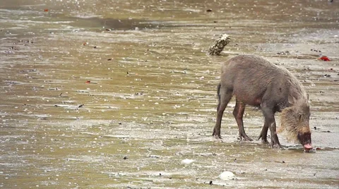 A Bearded Pig wanders a flood plain in search of food in the jungles of Borneo. Stock Footage 32541851
