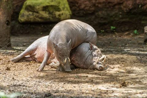 Bearded Pigs Resting: Two Malayan Bearded Pigs Relaxing on Forest Floor. Stock Photos