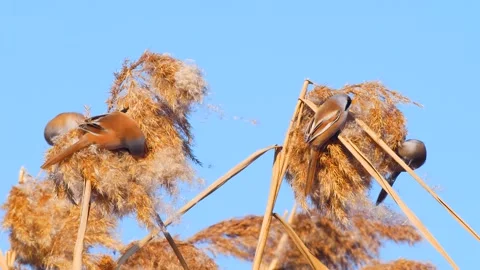 Bearded Reedling Birds Stock Footage 332344128