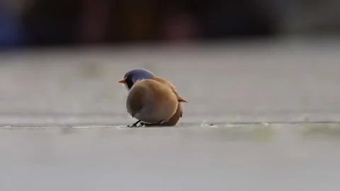 Bearded Reedling Stock Footage 287897586