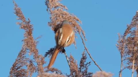 А bearded reedling Stock Footage 303147669