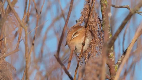 A Bearded reedling Stock Footage 303148203