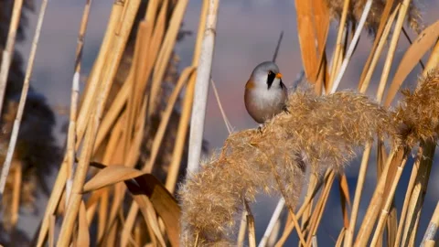 Bearded Reedling Stock Footage 330335400