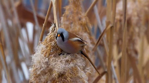 Bearded Reedling Stock Footage 331513301