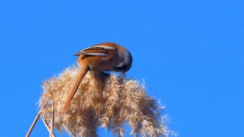 Bearded Reedling Stock Footage 331715227