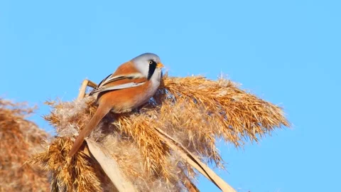 Bearded Reedling Stock Footage 331936689