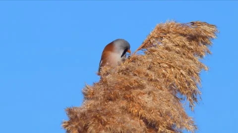 Bearded Reedling Stock Footage 331952642