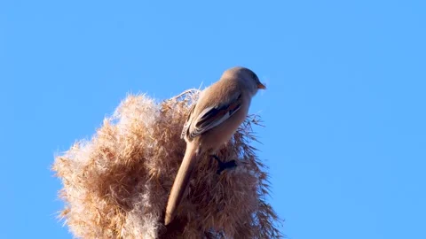 Bearded Reedling Video stock 337543832