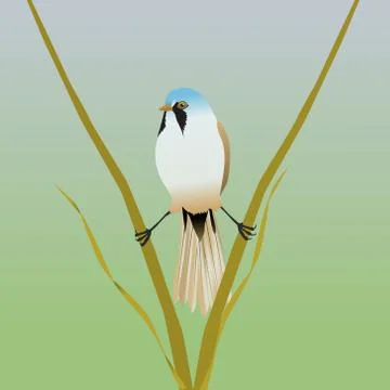 Bearded reedling Illustrazione stock