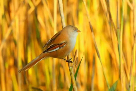 Bearded reedling or tit or parrotbill bird, Panurus biarmicus Stock Photos