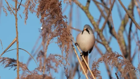 The bearded reedling (Panurus biarmicus) Stock Footage 303147543