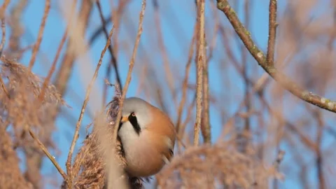 The bearded reedling (Panurus biarmicus) Video stock 303147665