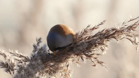 Bearded Reedling, Panurus biarmicus, on reed stem feeding on Phragmite seeds Stock Footage 325794038