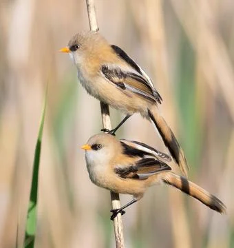 Bearded reedling, Panurus biarmicus. Two young males sitting on a reed stal.. Stock Photos
