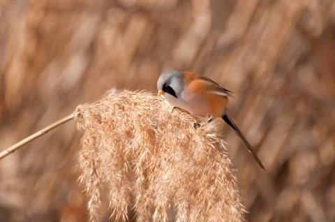 Bearded Reedling Stock Photos