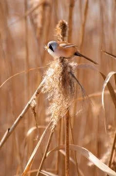 Bearded Reedling Stock Photos