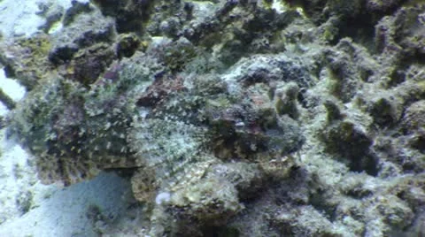Bearded Scorpion Fish Video stock 10564923