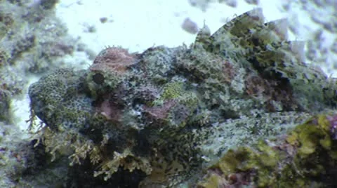 Bearded Scorpion Fish standing still Video stock 10564924