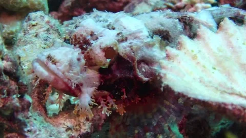Bearded scorpionfish Close Up 動画素材 146253591
