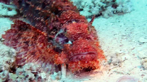Bearded scorpionfish Stock Footage 24289769