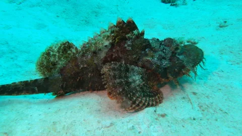 Bearded Scorpionfish Stock Footage 139748363