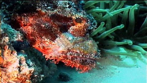 Bearded Scorpionfish Stock Footage 291351584