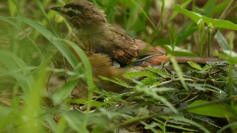 Bearded Scrub Robin in grass Stock Footage 86219387