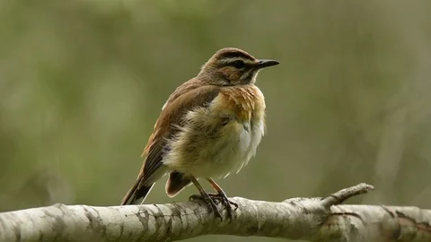 Bearded Scrub Robin looking around Stockbeeldmateriaal 86219458